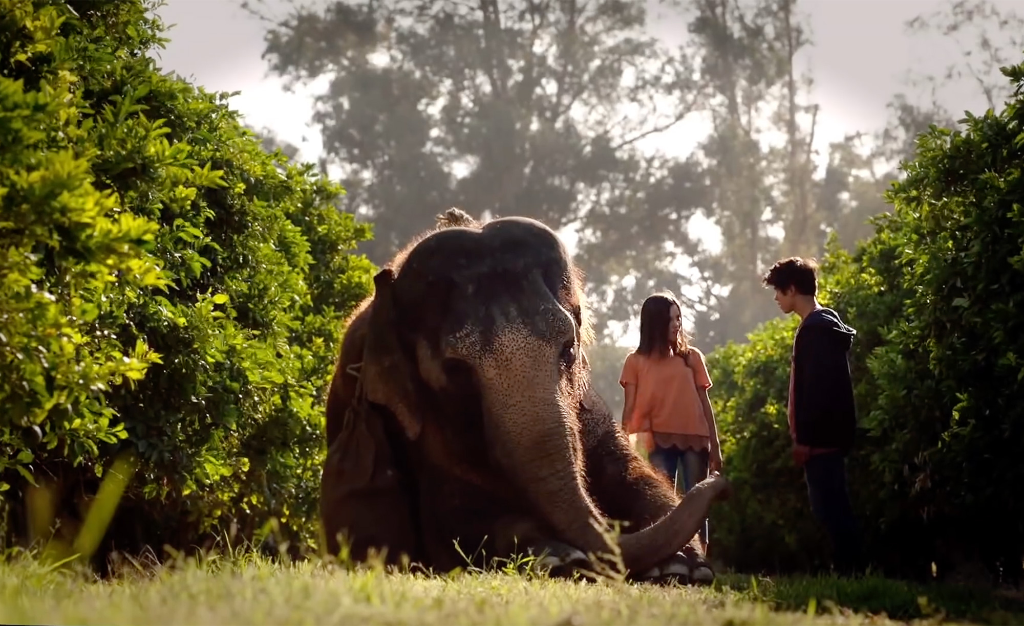 SAVING FLORA – MOTION PICTURE